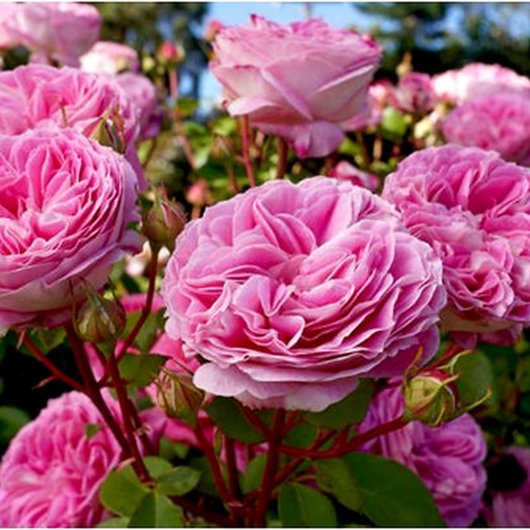 Heirloom Rose Bonsai Flower Seeds for Planting [neera-v5-487760c1b11b118eaccf]