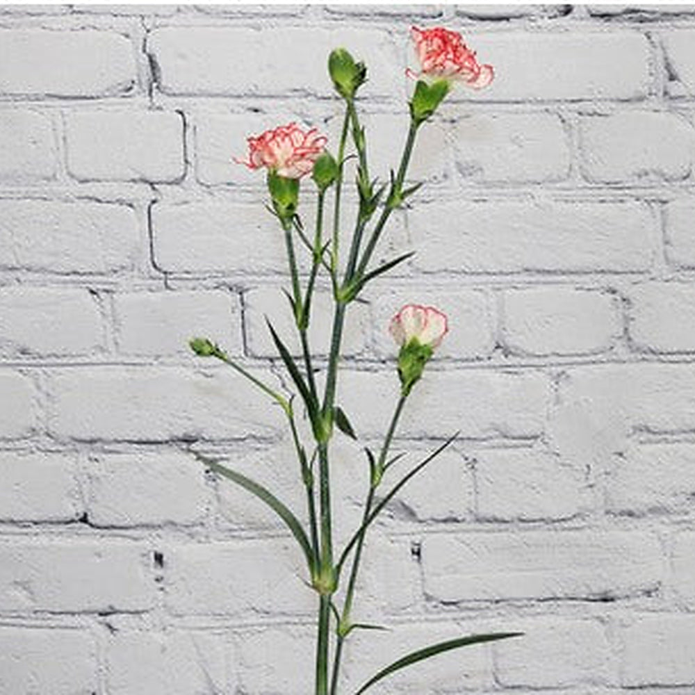 White Red Carnation Flower Seeds [neera-v5-487d21bec2e44897fd0d]
