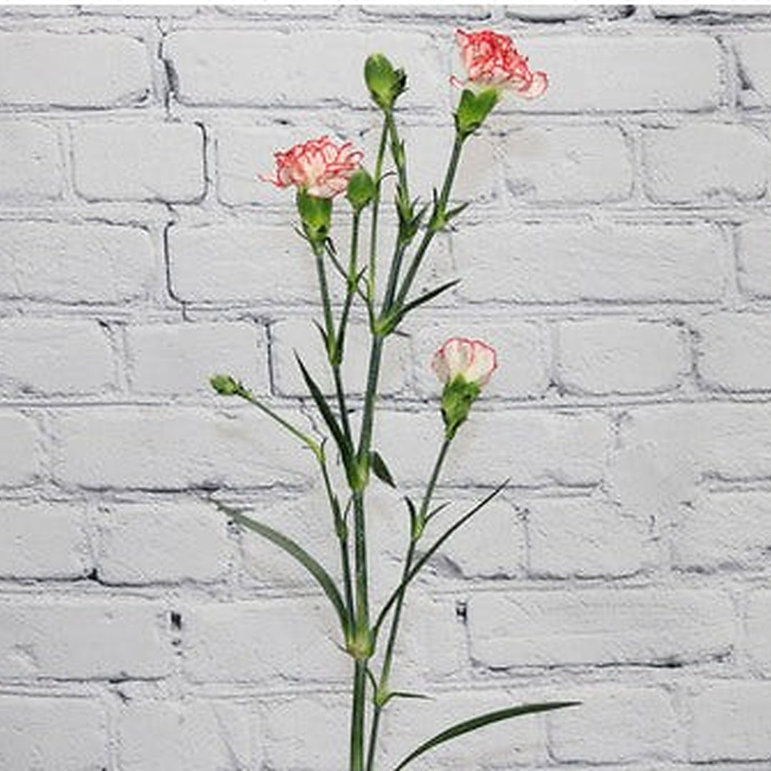White Red Carnation Flower Seeds [neera-v5-487d21bec2e44897fd0d]