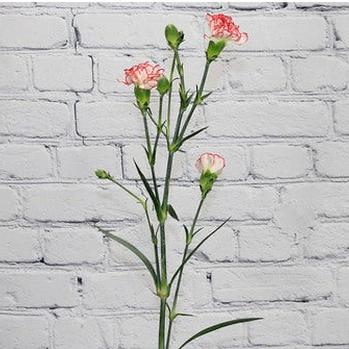 White Red Carnation Flower Seeds [neera-v5-487d21bec2e44897fd0d]