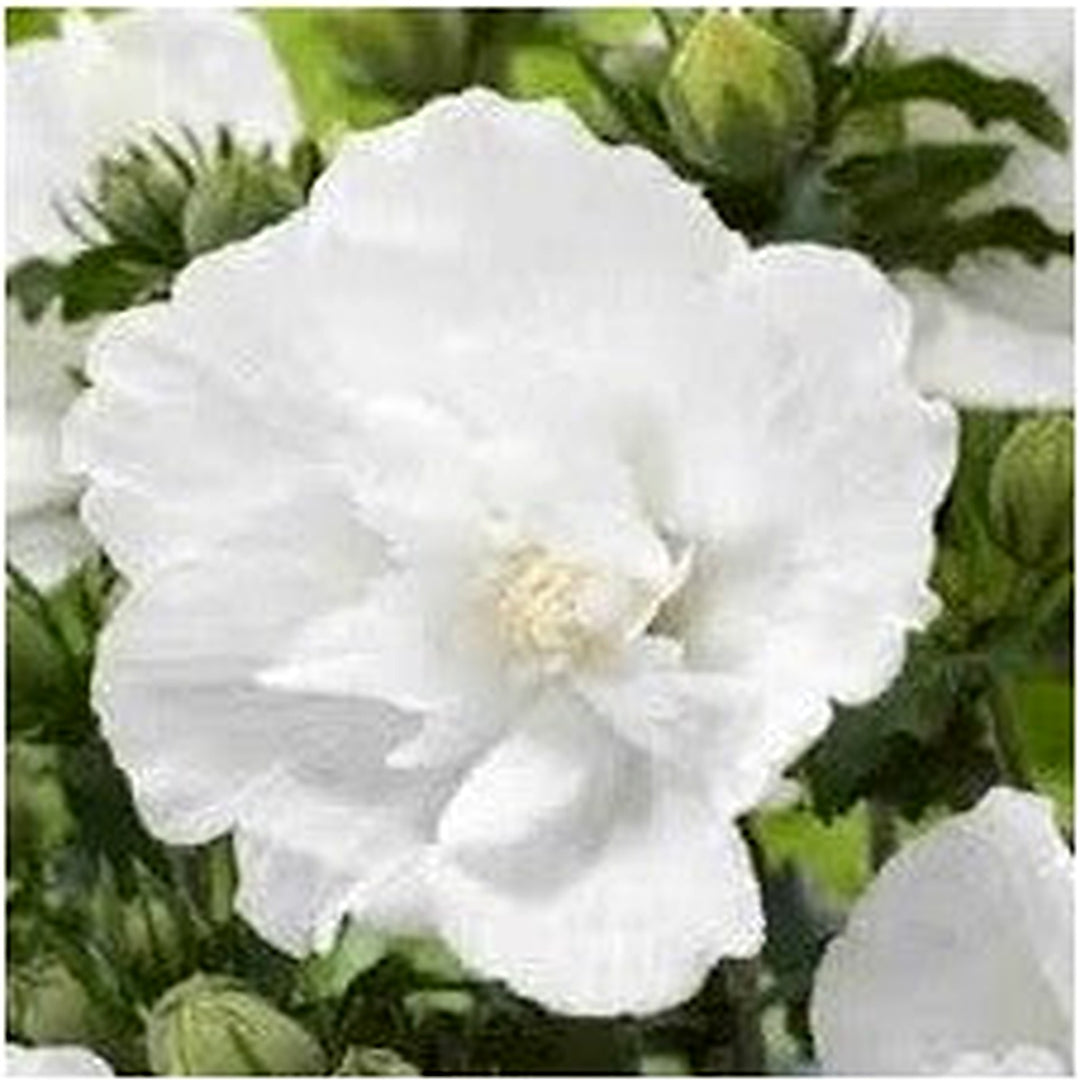 Hibiscus Syriacus Flower Seeds for Planting [neera-v5-488e1e96c71274ac9183]