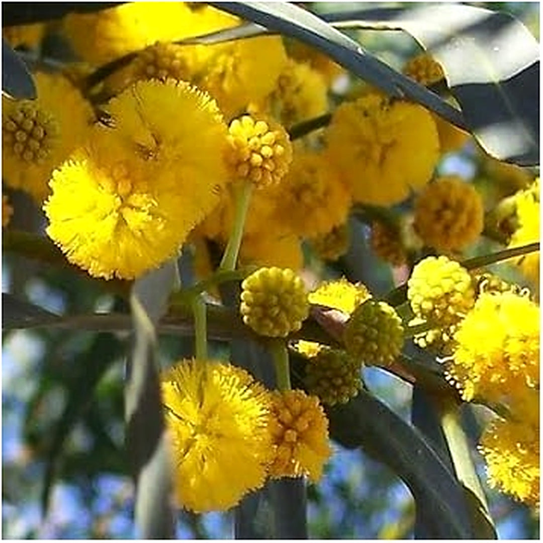 Yellow Acacia Perennial Flower Seeds for Planting [neera-v5-488f0b27bf156ba89075]