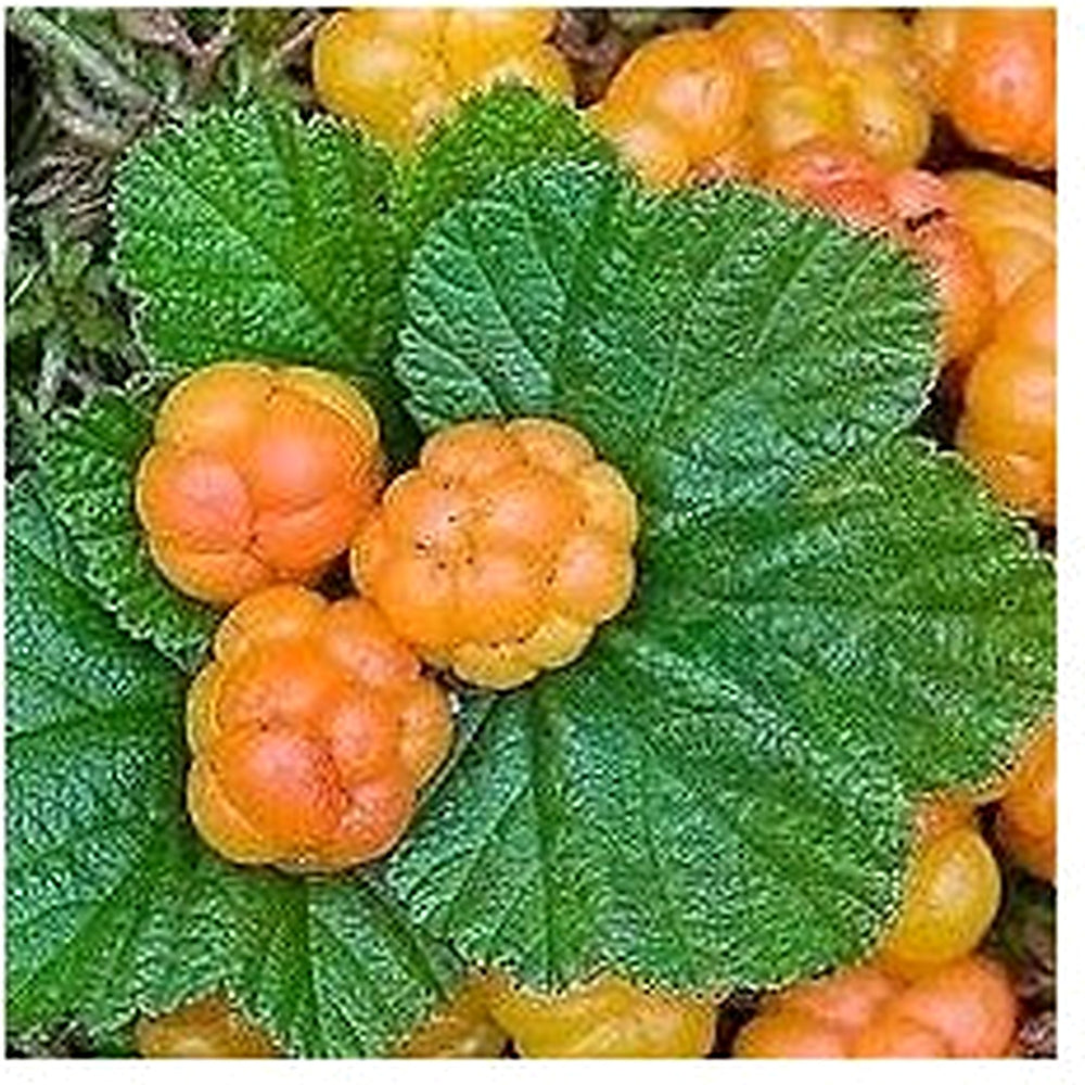 Cloudberry (Rubus) Fruit Seeds for Planting [neera-v5-489357d04b4d6b5dde45]