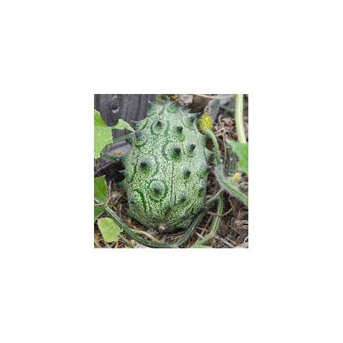 Jelly Melon Seeds for Planting [neera-v5-489b112b51d4dd6fb701]
