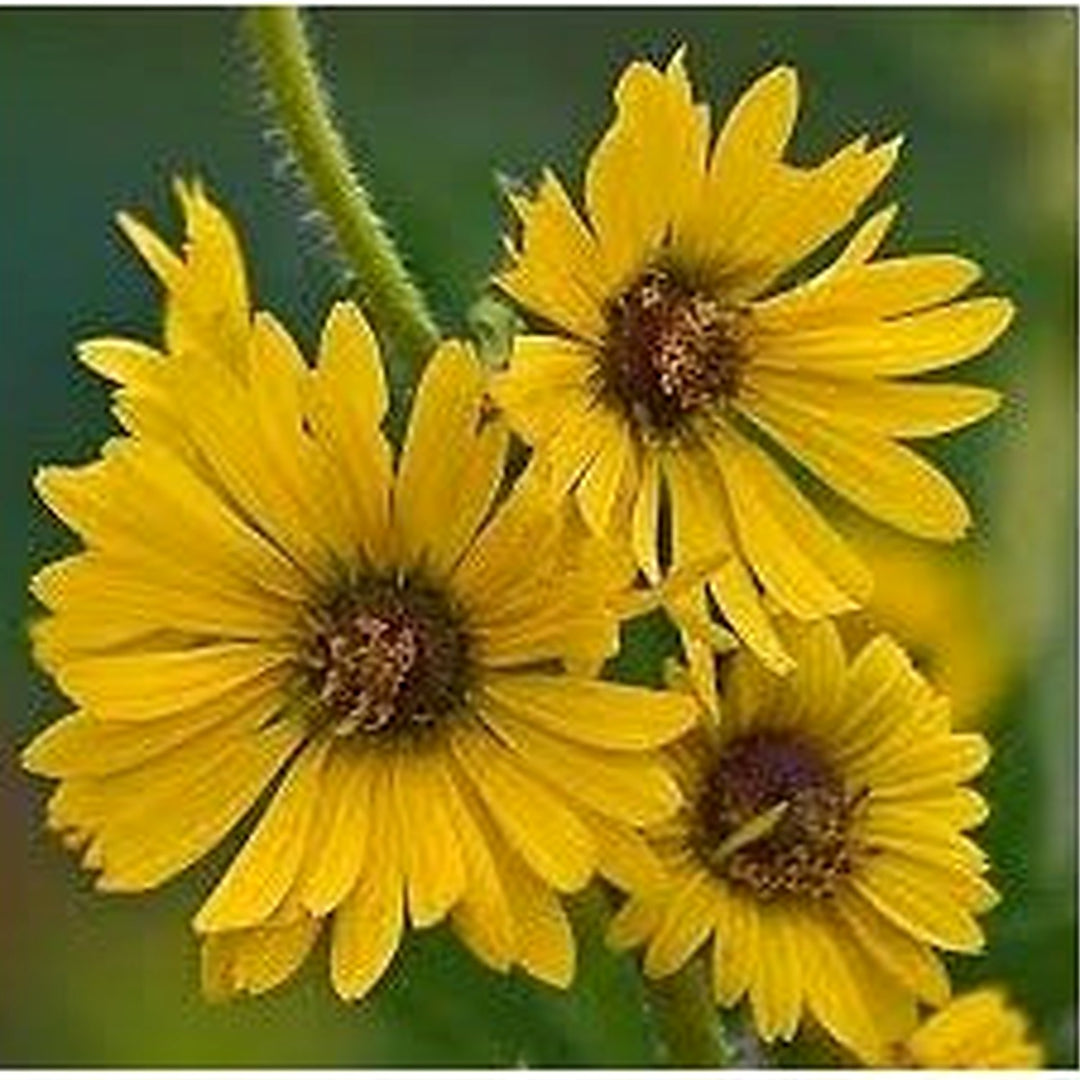 Spring Madia Flower Heirloom Non Gmo For Wildflower And Pollinator Friendly Garden Planting Flower [neera-v5-48ac9d300d6cc54f29c2]