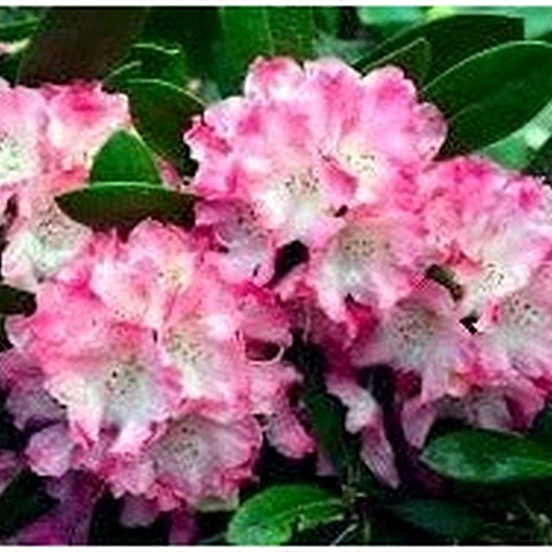 White Pink Rhododendron Flower Seeds for Planting [neera-v5-48b4f806201a17aac9ba]