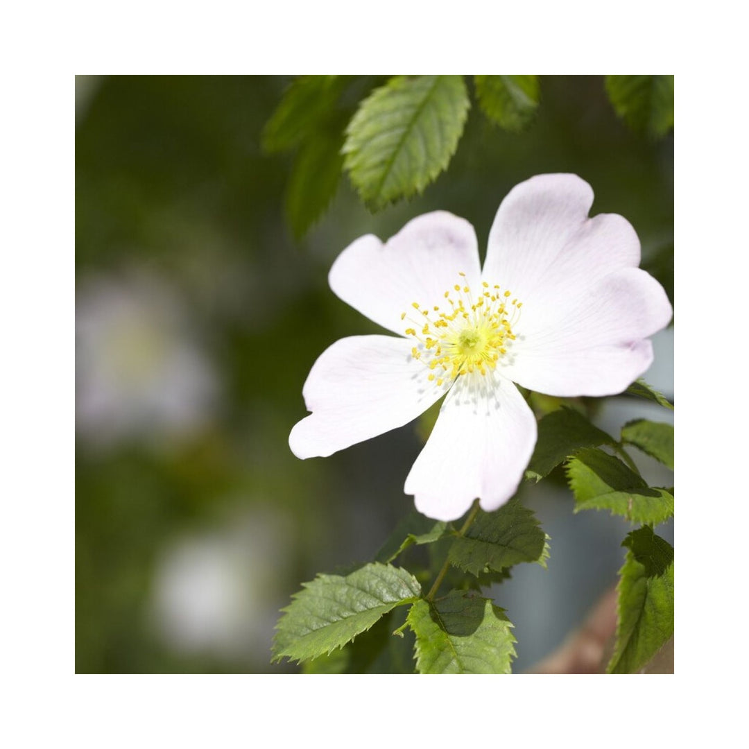 White Canina Flower Planting Organic Heirloom Non Gmo Flower Seeds Home Garden Planting, [neera-v5-48b6639aa9a4e025459e]