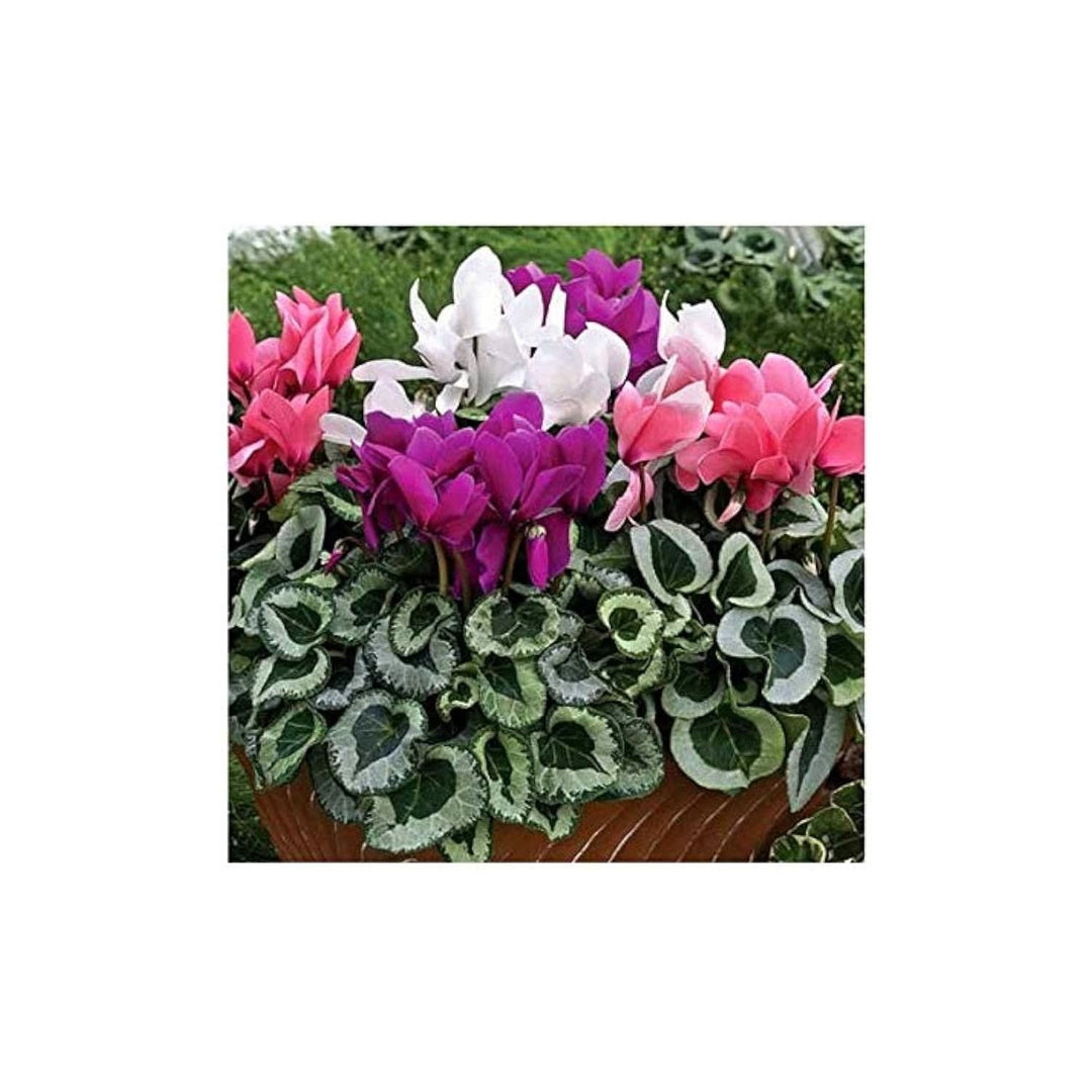 Cyclamen Cyclamen Persicum Flower For Planting Bonsai Variety In Indoor Pots Flower Seeds for Home [neera-v5-48b8f71b6ac8cee8bc97]
