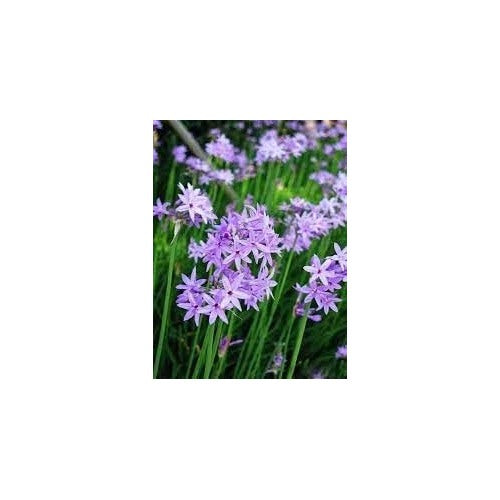 Heirloom Non-GMO Tulbaghia Flower Seeds for Planting [neera-v5-48baab68914e38ffafff]