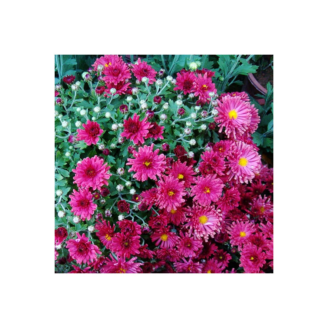 Chrysanthemum Chrysanthemum Morifolium Flower For Planting In Backyard Gardening Home Flower [neera-v5-48bc034e35d0bf568575]