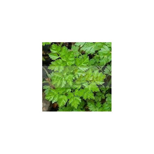 French Chervil Seeds for Planting [neera-v5-48c0675cda8f9e6adb19]