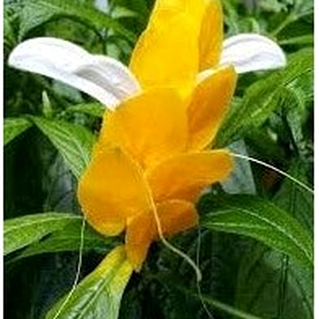 Yellow Pachystachys Lutea Seeds for Planting [neera-v5-48c48123e798631be908]