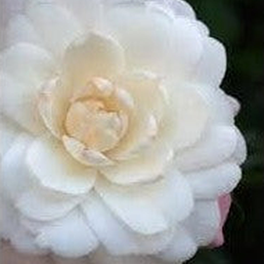 White Camellia Flower Seeds for Planting [neera-v5-48d98f94f69fbe0b2b00]