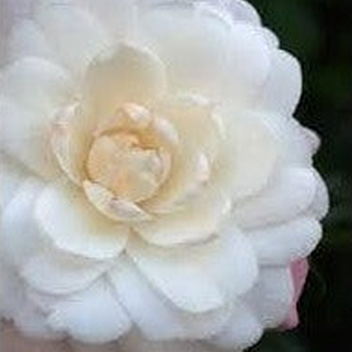 White Camellia Flower Seeds for Planting [neera-v5-48d98f94f69fbe0b2b00]