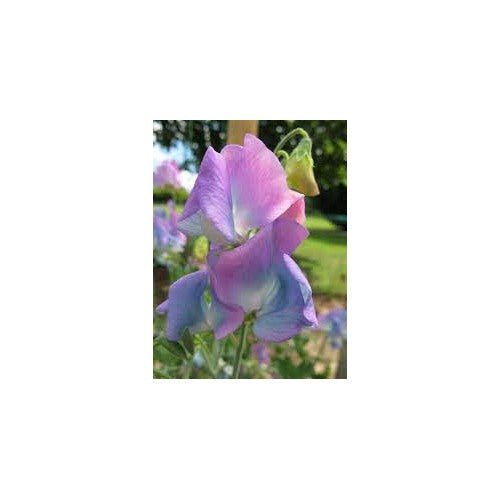 Sweet Pea &