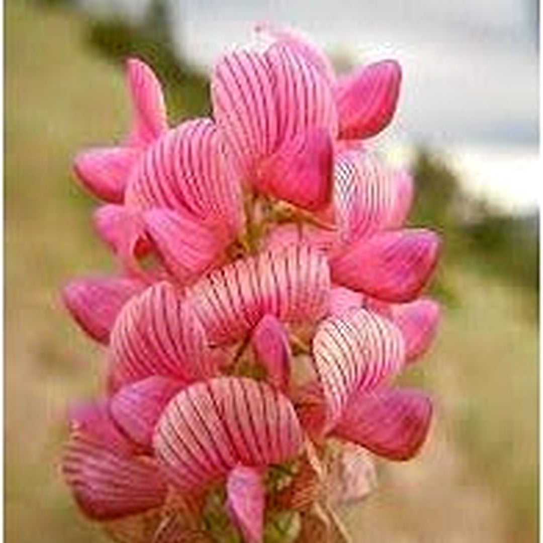 Heirloom Sainfoin Flower Seeds for Planting [neera-v5-48e5b835450ef41ee84b]