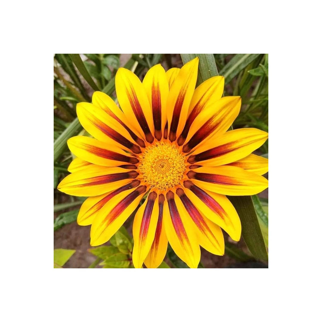 Gazania Rigens Flowering Plant For Backyard Gardening Sunny Borders Flower Seeds for Home [neera-v5-48f3c3322b06157b4fd2]