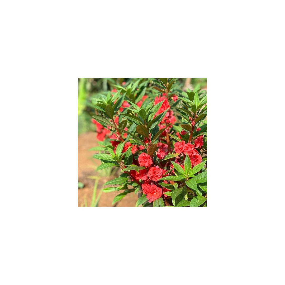 Heirloom Non Gmo Impatiens Balsamina Flower For Planting Vibrant Garden Bloom Flower Seeds for Home [neera-v5-4900013edeee1aece13a]