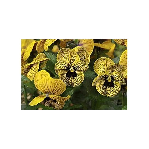 Black Yellow Pansy Flower Seeds [neera-v5-4905133195e0185ad656]