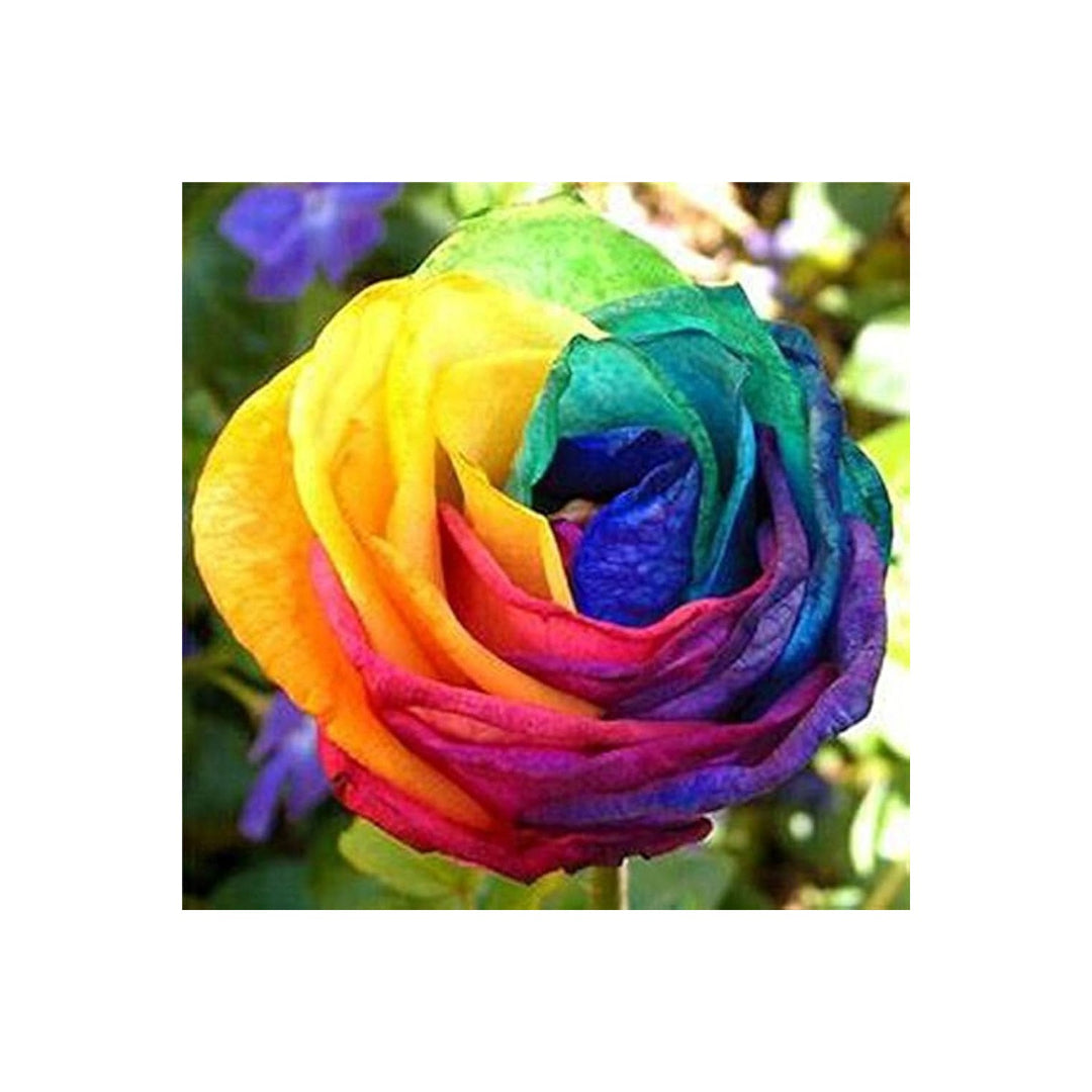 Holland Rose Rosa Hybrida Flower For Planting In Backyard Gardening And Perennial Flower Beds [neera-v5-490bf66b22c582b7d82c]