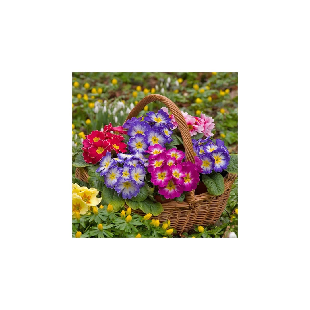 Mini Primrose Primula Vulgaris Flower For Compact Container Gardens And Spring Planting Flower [neera-v5-491c277853517e71f958]