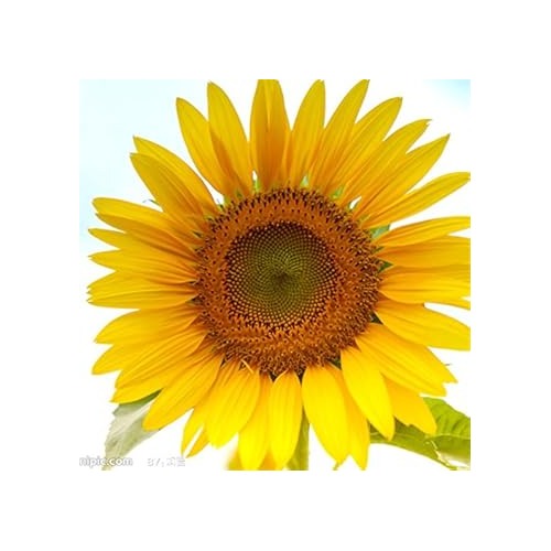 Yellow Giant Sunflower Seeds for Planting [neera-v5-491d12b424eb872e9fc6]