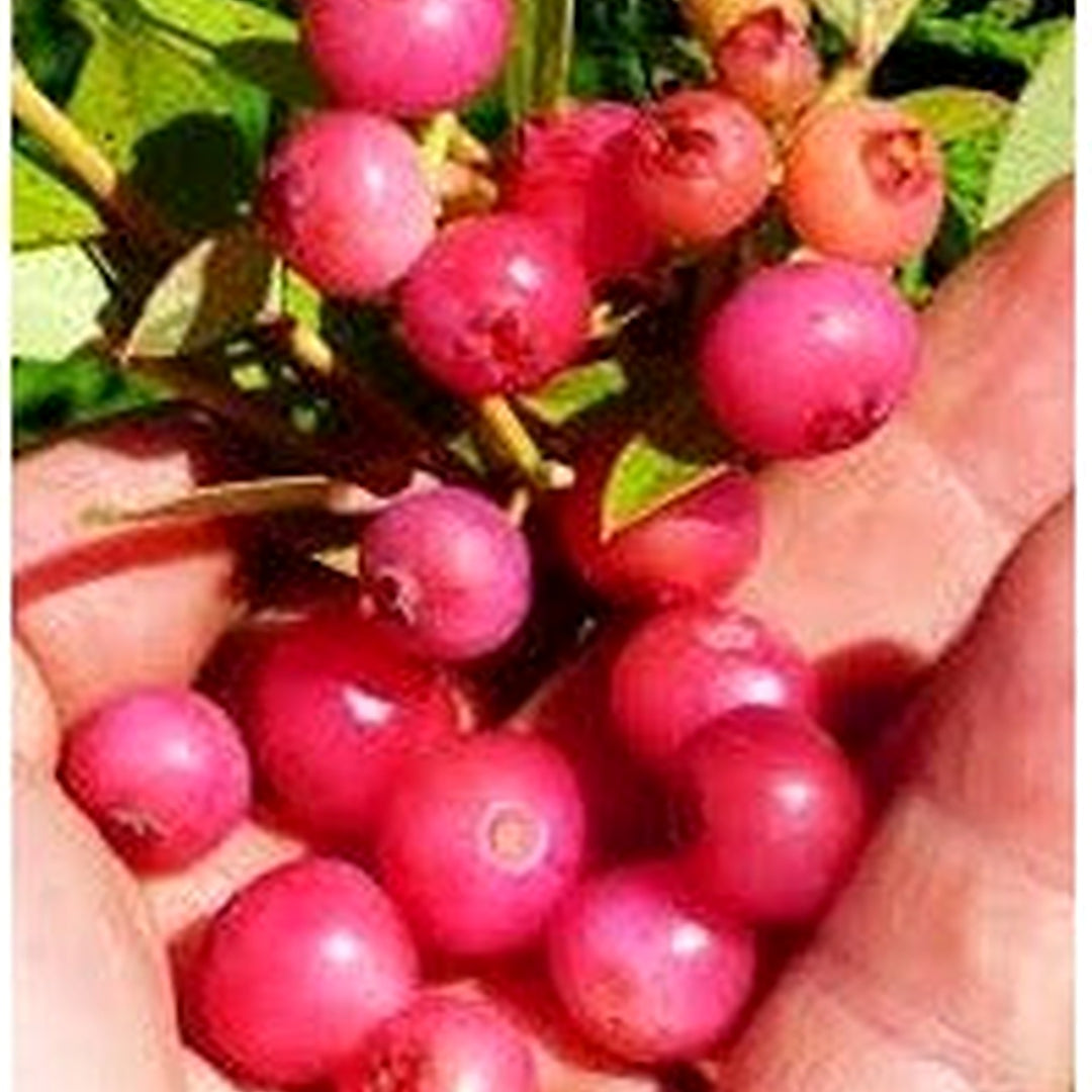 Heirloom Coralberry Shrub Flower Seeds [neera-v5-492597b25964b97714ce]