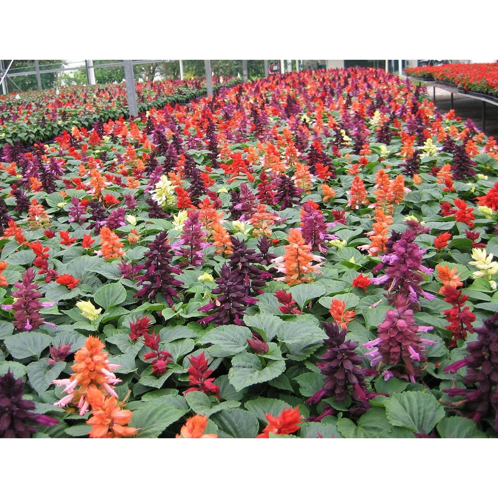 Salvia Flower Heirloom Non Gmo For Pollinator Friendly And Vibrant Garden Planting Flower Seeds for [neera-v5-493422457560b65cac4f]
