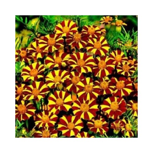 French Marigold Court Jester Harlequin Tall Beneficial Plant Non Gmo Heirloom Easy To Grow Annual [neera-v5-493790e06f6c5dedad54]