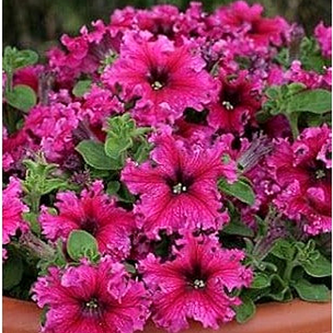 Dark Pink Hanging Petunia Seeds for Planting [neera-v5-493790eb65b95770de86]