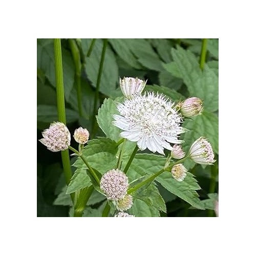 Masterwort Seeds for Planting [neera-v5-493e5145ff6ff8a34a22]