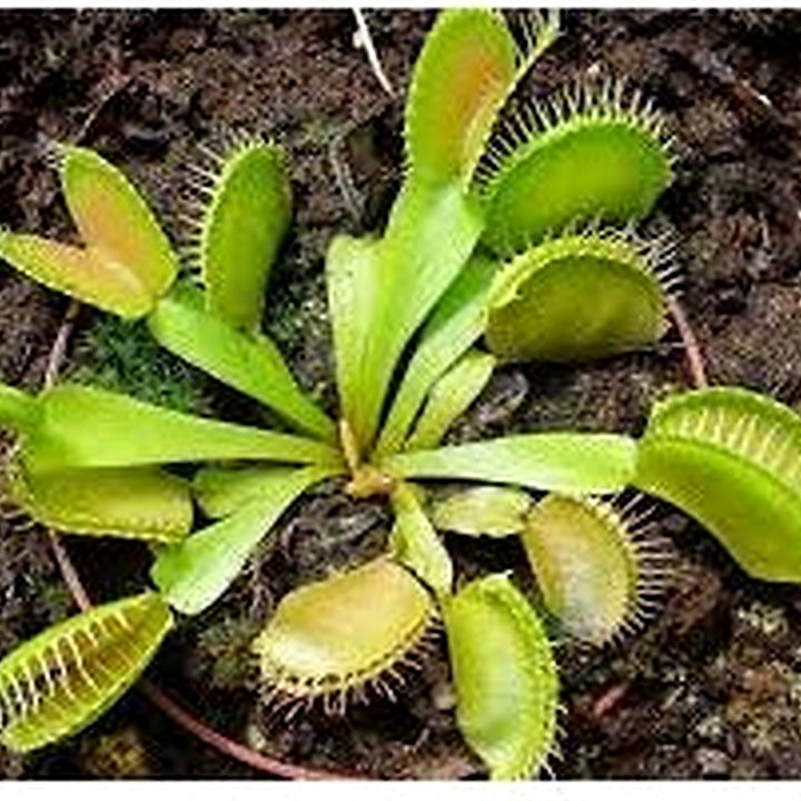 Red Catching Plant Venus Fly Trap Insectivorous Seeds for Planting [neera-v5-4941f619297419a7ca08]