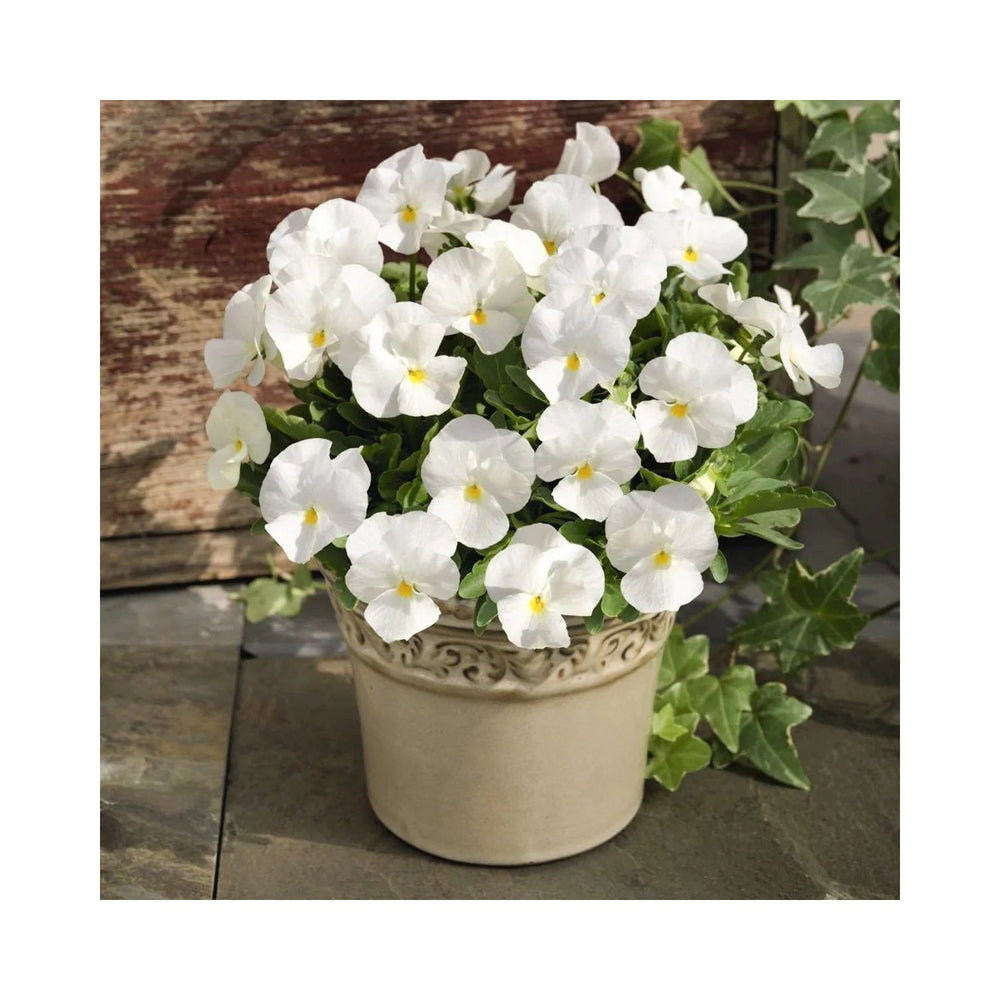 White Heirloom Pansy Flower For Planting Non Gmo Organic Fresh And Vibrant Blooms Flower Seeds for [neera-v5-4942701a63f21b5d94a2]