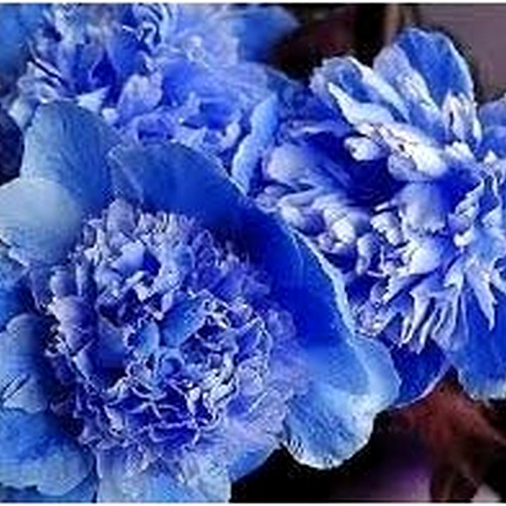 Suffruticosa Flower Seeds for Planting [neera-v5-49459f5fb371e8a194f4]