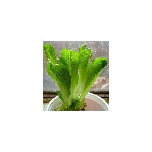 Tomato Vegetable Seeds for Planting [neera-v5-4955cda6c8d7b53193db]