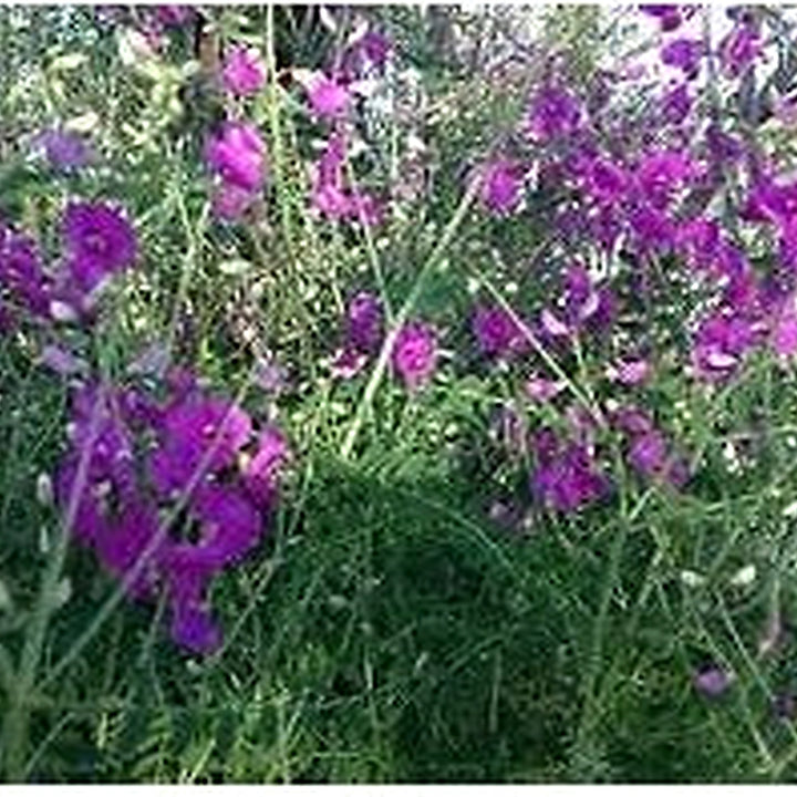 Heirloom Non-GMO Swainsonia Flower Seeds for Planting [neera-v5-495e0c065107f1207c37]