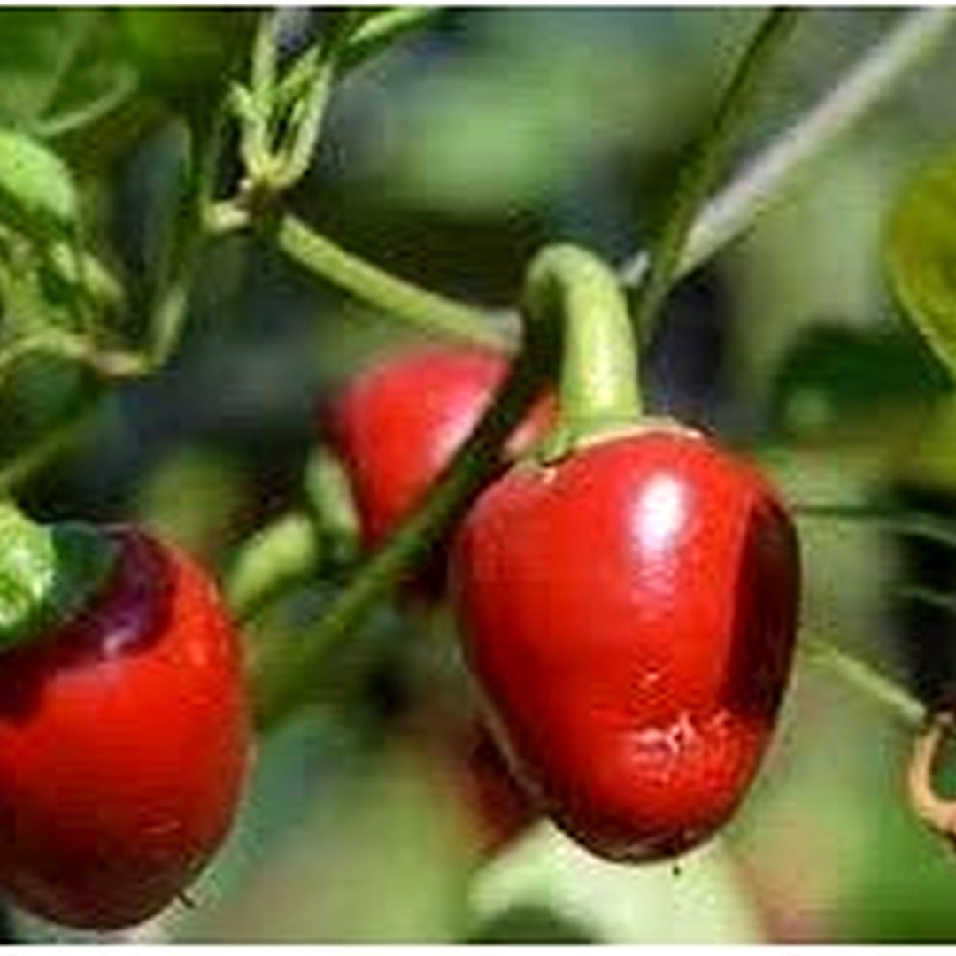Cherry Heirloom Vegetable Seeds for Planting [neera-v5-495fd65e4717f1990fbc]