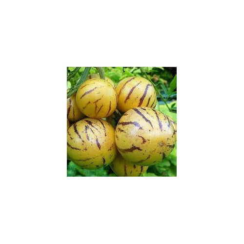 Pepino Melon Pear (Solanum Muricatum) Fruit Seeds for Planting [neera-v5-4967f7322c099b525723]
