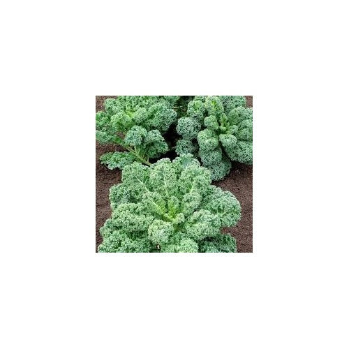 Green Kale Seeds for Planting [neera-v5-49687c781bae7d23f253]