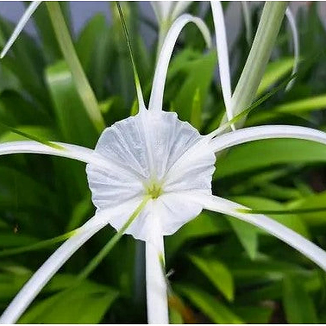 White Cape Lily For Planting Tropical Aquatic Blooms Heirloom Non Gmo Flower Seeds for Home Garden [neera-v5-496b36a99dac408c52d4]