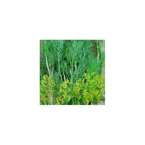 Heirloom Non-GMO Anethum Graveolens Seeds [neera-v5-496fa0162e18f14fec2a]