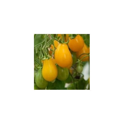 Heirloom Non-GMO Yellow Tomato Seeds for Planting [neera-v5-497bc99c3cd2d09dfb97]