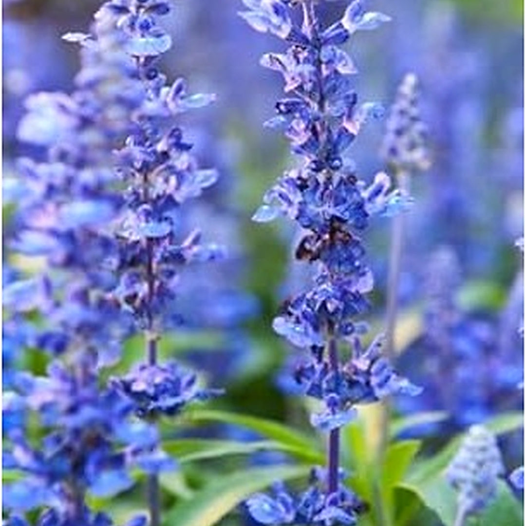 Heirloom Non-GMO Blue Lavender Flower Seeds for Planting [neera-v5-49888fecaa916cd50671]