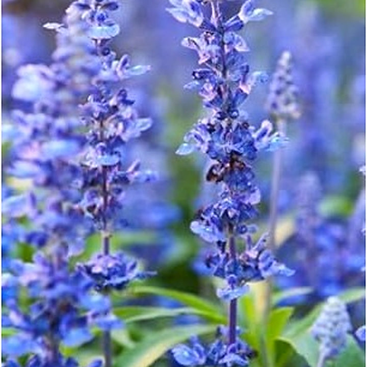 Heirloom Non-GMO Blue Lavender Flower Seeds for Planting [neera-v5-49888fecaa916cd50671]