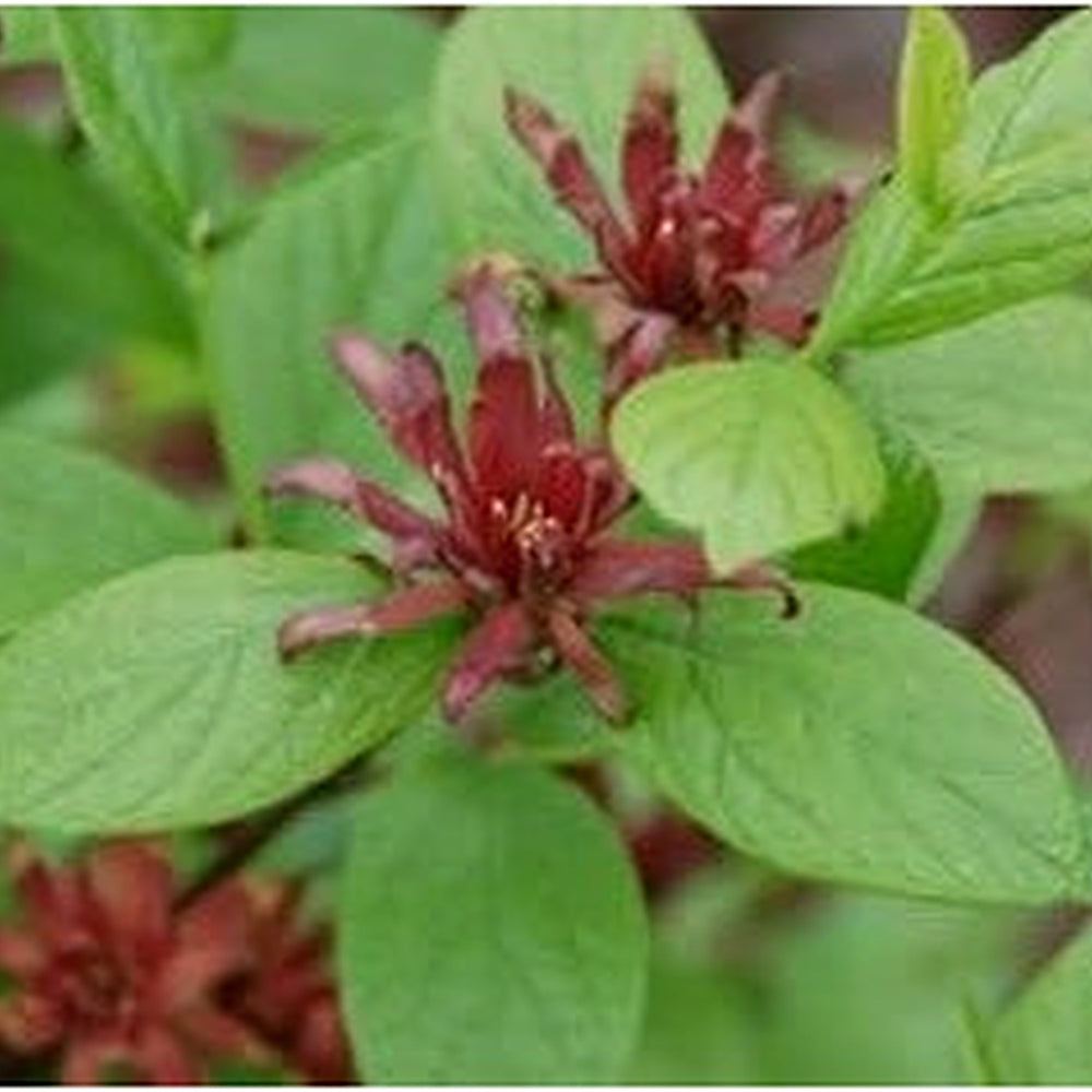 Red Calycanthus Flower Seeds for Planting [neera-v5-4995ad4079c09914df80]