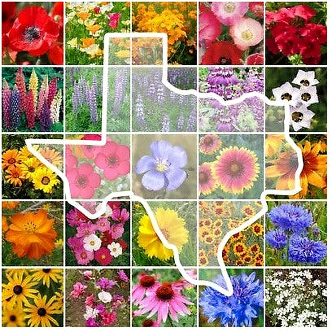 Wildflower Texas State Flower Mix Perennials Annuals Usa Non Gmo Heirloom Flower Seeds Home [neera-v5-499bde0898aacc80fb9b]