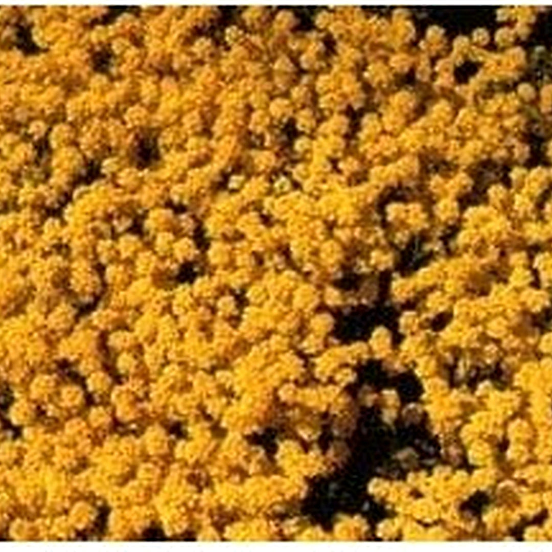 Yellow Aurinia Saxatilis Flower Heirloom Non Gmo Alyssum Blooms For Sunny Rock Gardens Flower Seeds [neera-v5-49b4bab9d5a5e034c318]