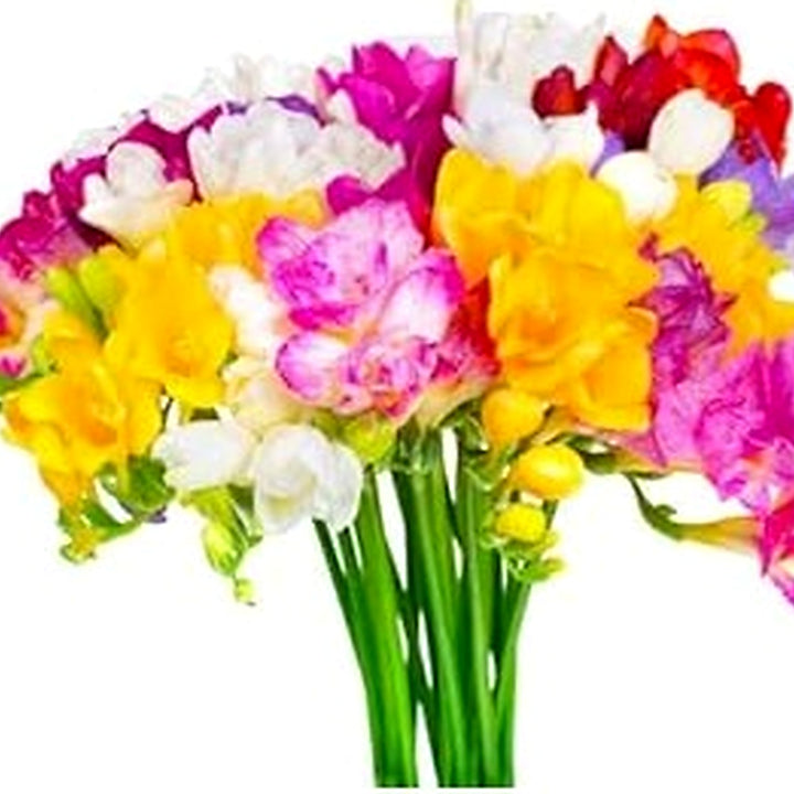 Heirloom Non-GMO Multi-Colored Freesias Flower Seeds [neera-v5-49b67958a46f3f3ced4d]