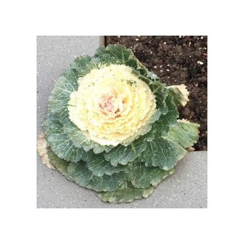 White &amp; Yellow Kale Seeds for Planting [neera-v5-49ba3b1f86905c301978]