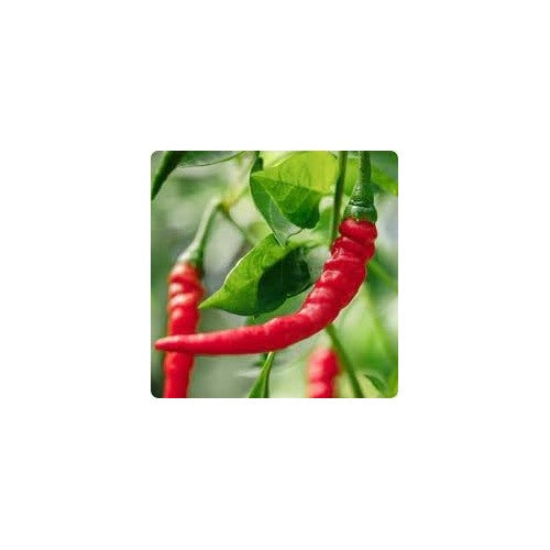 Cayenne Pepper Vegetable Seeds for Planting | Heirloom Non-GMO High Germination Organic Garden Seeds [neera-v5-49bf3a4aec0dfa1b7f1e]